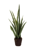 Sansevieria plant 80cm